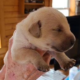 Girl 2 - Labrador Retriever puppy in Shiocton, Wisconsin from Green Acres Labrador Retrievers