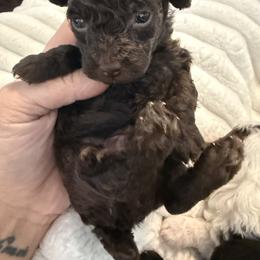 Hershey - Brown male Poodle puppy in Fredericktown, Missouri from Doodle Pups Fur-Ever