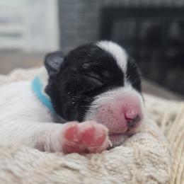 Blue - Parti male Miniature Schnauzer puppy in Las Vegas, Nevada from Knock & Bark Miniature Schnauzer