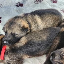 Walker (Black male) - Sable male German Shepherd puppy in Winchester, Kentucky from Del Lago Canine