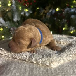Blitzen (Blue Collar) - Red male Cavapoo puppy in Austin, Texas from Lucy Lou’s Cavapoos