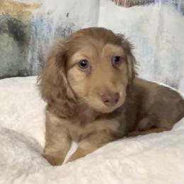 Dolly's Chocolate Based Shaded Cream Boy - Cream male Dachshund puppy in Kalama, Washington from Dazzling Doxies
