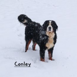 Conley - Bernese Mountain Dog