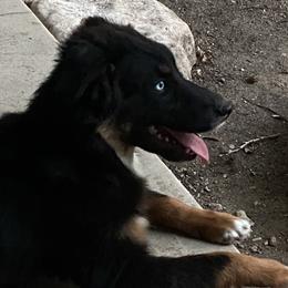 Davina - Australian Shepherd