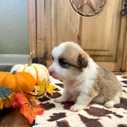 Girl 3 - Red female Pembroke Welsh Corgi puppy in Johnson City, Texas from McCall Creek Corgis