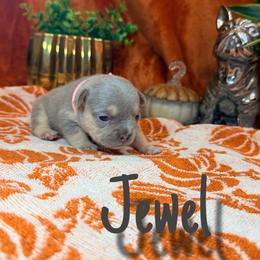 Jewel - Blue fawn female French Bulldog puppy in Peoria, Arizona from A Quality French Bulldogs AZ