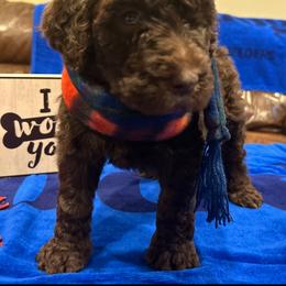 Poodle Puppies from Semmy’s standard Poodle