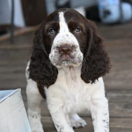 Sassy - Liver and white female English Springer Spaniel puppy in Central, South Carolina from SarMel