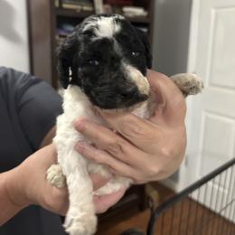 Clove - Parti female Poodle puppy in Calhoun, Georgia from Johnson Kennels