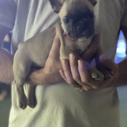 French Bulldog Puppies from Orderofthebulldogs, LLC