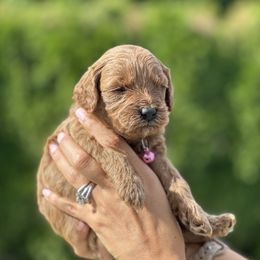 Girl 4 - Apricot Goldendoodle puppy in Boise, Idaho from Boise Doodlez