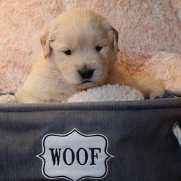 Golden Retriever Puppies from OPK GOLDENS