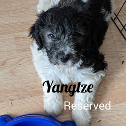 Girl 4 - Labradoodle puppy in Buckingham, Illinois from Naturally Special Doodles