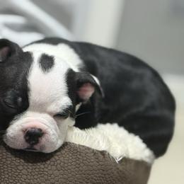 Red - Black and white male Boston Terrier puppy in Hialeah, Florida from K&N Boston Paws