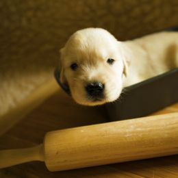 Golden Retriever Puppies from Honeysweet Goldens