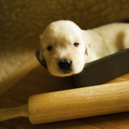 Golden Retriever Puppies from Honeysweet Goldens