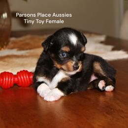 TEENY TINY - Black tri female Toy Australian Shepherd puppy in Chandler, Oklahoma from Parsons Place Aussies
