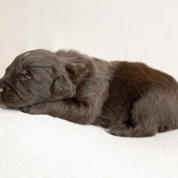 Java - Red tri-color male Australian Shepherd puppy in Kathleen, Georgia from CM Farm