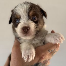Lasso - Red tri-color male Miniature American Shepherd puppy in Tucson, Arizona from Outlaw Minis