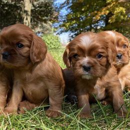 Cavalier King Charles Spaniels from Catalpa Cavaliers