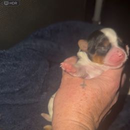 Chocolate Parti female Yorkie - Parti female Yorkshire Terrier puppy in Des Moines, Iowa from Diamond Yorkshire Terriers