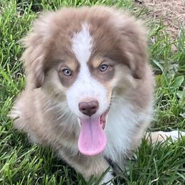 Boy3 - Red tri-color male Miniature American Shepherd puppy in Harmony, North Carolina from Carolina Pride Aussies