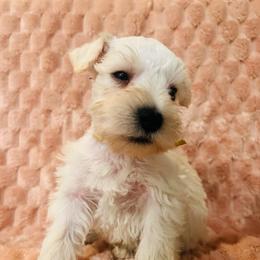 Boy-Yellow - White male Miniature Schnauzer puppy in Lehigh Acres, Florida from Regency Schnauzer