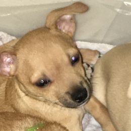 Scooter - Fawn brindled black Chihuahua puppy in Chesapeake, Virginia from Wonder Pups Chihuahuas