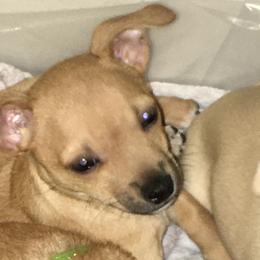Scooter - Fawn brindled black Chihuahua puppy in Chesapeake, Virginia from Wonder Pups Chihuahuas