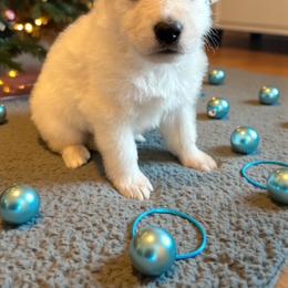 Light Blue Collar  (Spencer) - White male Berger Blanc Suisse puppy in Rice Lake, Wisconsin from Windswept White Swiss Shepherds