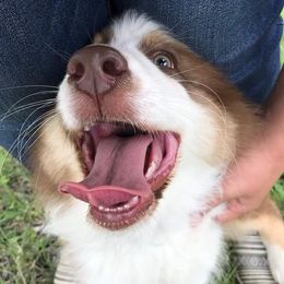 Australian Shepherds from Twisted A Acres