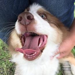 Australian Shepherds from Twisted A Acres