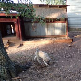 Kangal puppies from DASA Ridge Kangals