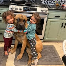 Cane Corso Puppies from JSM Corsos