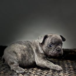 Smokey - Blue male French Bulldog puppy in Amarillo, Texas from Bomb City Bulldogs