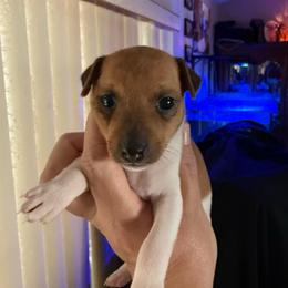 Pup C - White and tan female Toy Fox Terrier puppy in Clermont, Florida from Debbie Hiles's Toy Fox Terriers