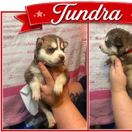 Tundra - Sable and white female Siberian Husky puppy in Lakeland, Florida from Ice Blue Legacy Siberians Huskies