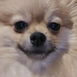 Pomeranians from Pacific Northwest Pomeranians
