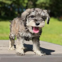 Marina - natural, undocked tail - Salt and pepper female Miniature Schnauzer puppy in Akron, Ohio from Green Family Companion Kennel, LLC