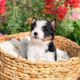 Seraphina - Black tan and white female Biewer Terrier puppy in Iva, South Carolina from Petit Bijou
