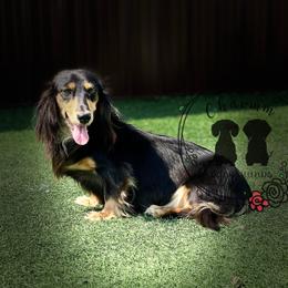 Snickers - Dachshund
