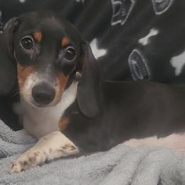 Black - Black and tan male Dachshund puppy in Ridge, New York from Tracy's Puppy Club