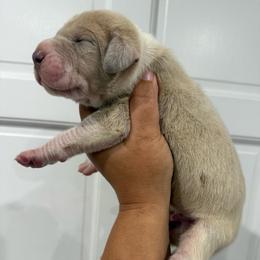 Snake - Mantle merle male Great Dane puppy in Florida from Beachside Kennels