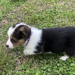 20 Purple Collar - Black and tan female Pembroke Welsh Corgi puppy in Port Republic, Maryland from Bestfurends