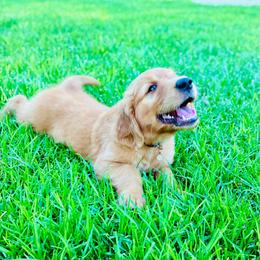 Simba - Dark golden male Golden Retriever puppy in Santa Ana, California from American Golden Retrievers