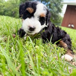 Anniston - Tri-color female Bernedoodle puppy in Wamego, Kansas from Doodles of Oz