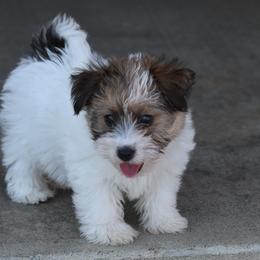 Twix rough coat Girl - White and tan female Russell Terrier puppy in Middletown, Virginia from DBF Russell Terriers