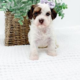 Ellie - Sable female Cavapoo puppy in North Carolina from NC Doodle Puppies