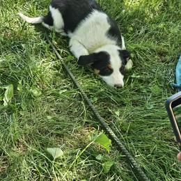 Border Collie and English Shepherd Puppies from Seldom seen herding dogs