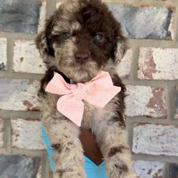 Peach - Merle female Goldendoodle puppy in Richmond, Texas from Harper’s Heartbeats
